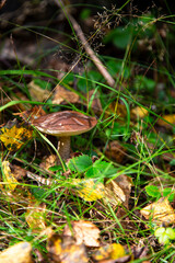 Leccinum Scabrum grows most often under aspens in and outside the forest.