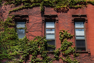 Fototapeta na wymiar Beautiful Old Red Brick Building Exterior with Green Ivy and Three Windows in New York City
