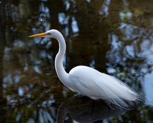 Great White Egret Stock Photo. Great White in the water with a reflection displaying white feather plumage, body, fluffy wings, with a blur water background  in its environment and habitat. Image. 