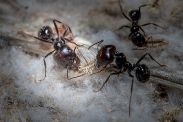 Messor Barbarus harvester ants looking for seeds