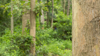 Fototapeta premium Teak tree in the forest with blurred background