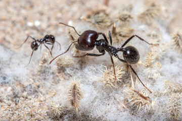 Messor Barbarus harvester ants looking for seeds