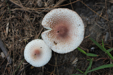 mushrooms in the forest