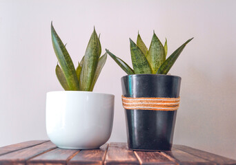 snake plant