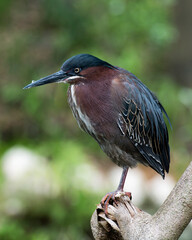 Green Heron stock photos. Perched on a branch displaying blue green feathers, beak, head, eye, feet with a blur background in its environment and habitat looking to the left side. Image. Picture. 
