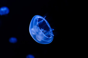 Moon jellyfish (Aurelia aurita) illuminated with blue light swimming in the water. Natural background. © Татьяна