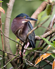 Green Heron stock photo. Close-up profile view perched on a branch displaying blue green feathers, body, beak, head, with a blur background in its environment and habitat. Image. Portrait. Picture.