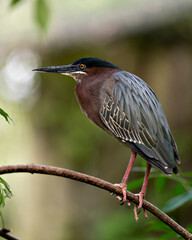 Green Heron stock photo. Close-up side profile view perched on a branch displaying blue green feathers, beak, head, with a blur background in its environment and habitat. Image. Portrait. Picture.