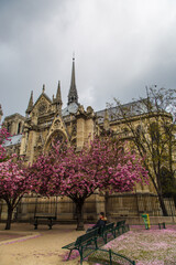 Notre Dame cathedral seen from the garden with cloudy sky and pink flowered trees