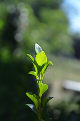 lily of the valley in spring