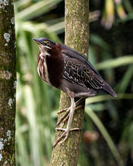 Green Heron Stock Photos.  Perched on a branch displaying blue green feather plumage,, body, beak, head, eye, feet with a blur background in its environment and habitat. Image.