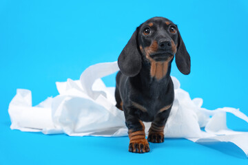 Naughty dachshund puppy stole and tore toilet paper, now leaves the crime scene. Active baby dog...