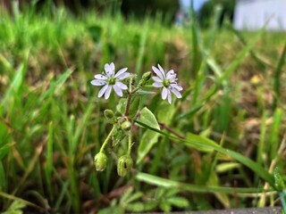 flowers in the grass