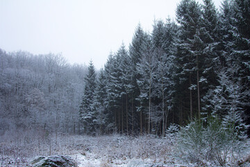 Winter has arrived in the forrest