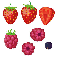 Berries in a flat style on a white background. Isolated. Strawberries, raspberries, black currants. sliced strawberries. vector illustration