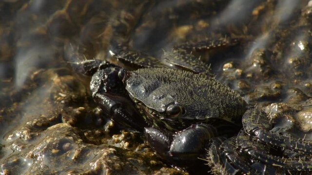 Warty crab half submerged in a rock in the beach - Eriphia Verrucosa