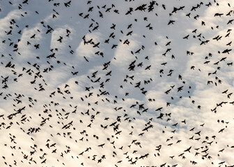 flock of birds