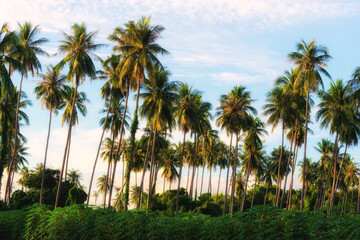 Fototapeta na wymiar Landscape view of coconut farm trees with sky background with green cassava leaf in foreground.