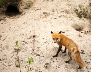 Red Fox Stock Photo. Red Fox by the den burrow hole in its habitat and environment displaying rusty red colour, body, head, eyes, ears, nose, paws, fluffy tail. Image. Picture. Portrait. 