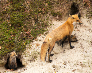 Red Fox Stock Photo.   Red Fox mother and kit foxes in the forest. Fox Burrow. Fox den. Baby foxes. Picture. Image. Photo.
