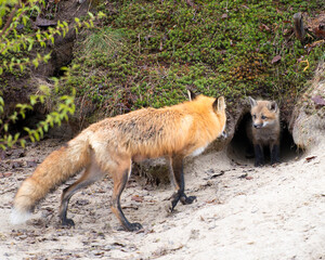  Red Fox Stock Photo. Red Fox mother and kit fox in the forest by the fox den hole interacting in  its habitat and environment displaying  bushy tail, with a moss background and sand foreground. 