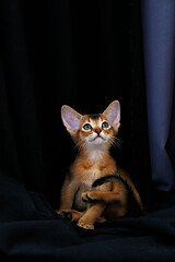 Fototapeta na wymiar Studio shot of small cute abyssinian kitten being adorable over black curtains background. Young beautiful purebred short haired kitty. Close up, copy space.