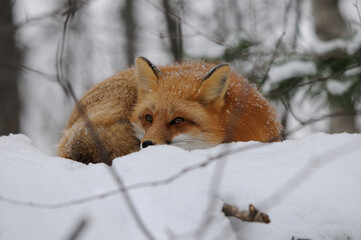 Fox Red Fox Stock Photo.  Red Fox sleeping on snow in the forest in the winter season in its habitat and environment displaying fur, head, eyes, ears, nose, paws, bushy tail. Image. Picture. Portrait.