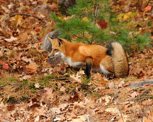  Red Fox Stock Photo.  Red fox animal on a in the forest background. Autumn season leaves background and foreground.  Bushy tail. Portrait. Picture. Image. Photo.