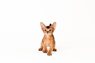 Small cute abyssinian cat being adorable, isolated on white background. Beautiful purebred short haired kitty. Close up, copy space.