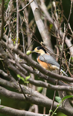 野鳥　ヤマガラ