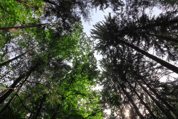 Bäume und Himmel, Baum Krone, Sächsische Schweiz, Sachsen