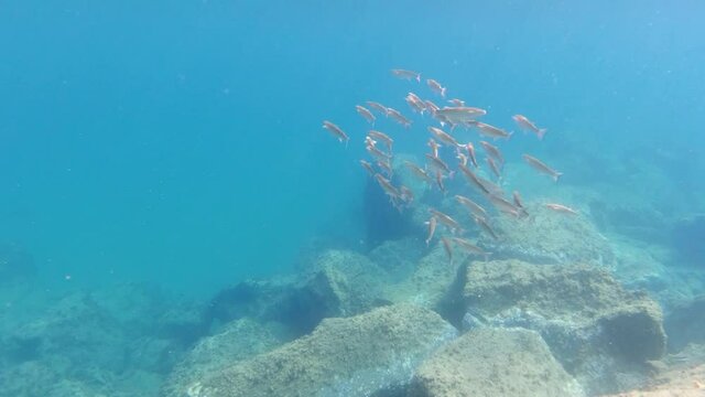 snorkeling underwater in mediterranean sea im monterosso cinque terre italy