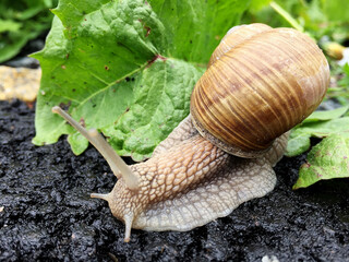 Small garden snail in shell crawling on wet road, slug hurry home