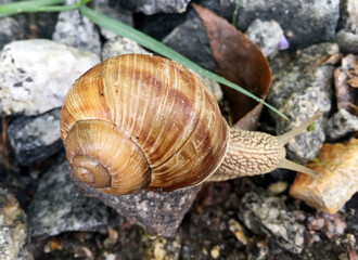 Small garden snail in shell crawling on wet road, slug hurry home