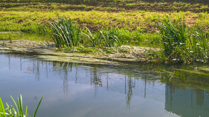 Bystrzyca river on a sunny day.