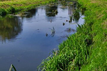 Bystrzyca river on a sunny day.