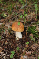 In September the rains came, and then all at once grew mushrooms: boletus and boletus,and boletus, and white.