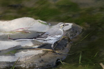 野鳥　セキレイ