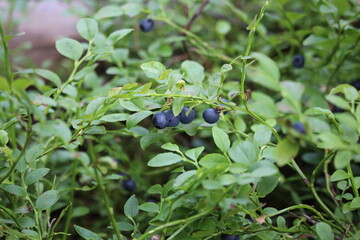 Wild forest blueberry in macro photography. Fresh juicy bilberries on a bush with colorful leaves.