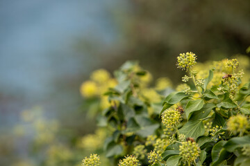 bee on the plant in Switzerland