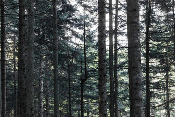 Pino con seconda punta