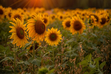 Fototapeta premium beautiful field with blooming sunflowers at sunset