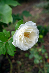 white rose with rain drops