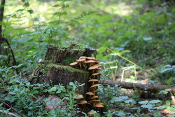 honey mushrooms growing on a stump in the forest