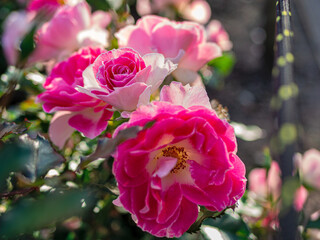 beautiful pink roses