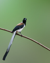 White-bellied Treepie on a perch