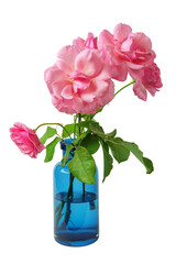 Pink roses in a blue transparent glass vase isolated on a white background