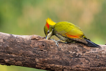 Lesser Yellownape Woodpecker feeding on a log