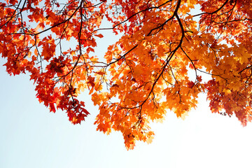 Autumn bright background. Yellow-red autumn maple leaves on tree branches against the blue sky.