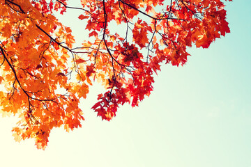 Autumn bright background. Yellow-red autumn maple leaves on tree branches against the blue sky, copy space.